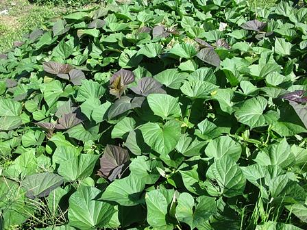 安納芋のちょっとした育て方「ツルまくり」