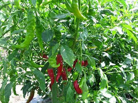 「唐から来た辛い」シシトウあれこれ