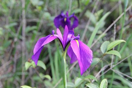 希望が丘のノハナショウブ