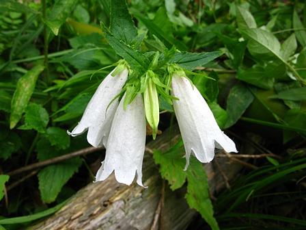 野洲川沿いに咲くホタルブクロ