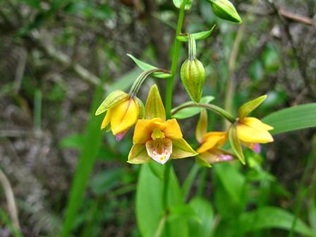 希望が丘に咲く「カキラン」