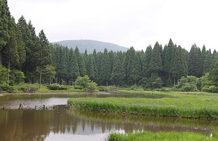 カキツバタ平池