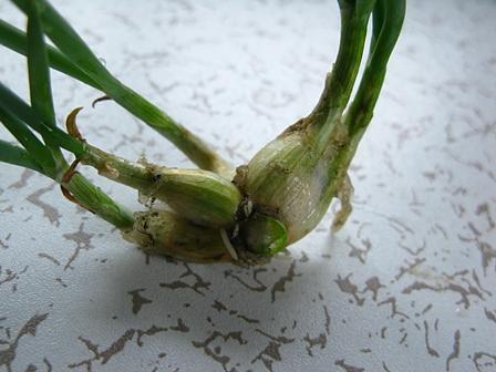 奇天烈な形をしたネギ（やぐらねぎ）