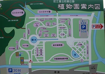 近江富士花緑公園のシャクナゲ