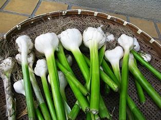 中国産ニンニクの種から栽培
