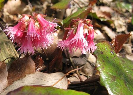 希望が丘のイワカガミ