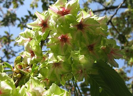 京都御苑に「染井吉野」の桜は無い