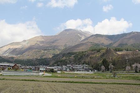 伊吹山麓に自生している春蘭