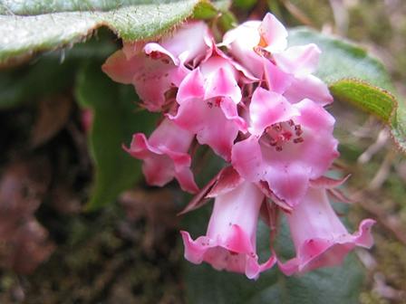 田中澄江も訪れた三上山の「イワナシ」