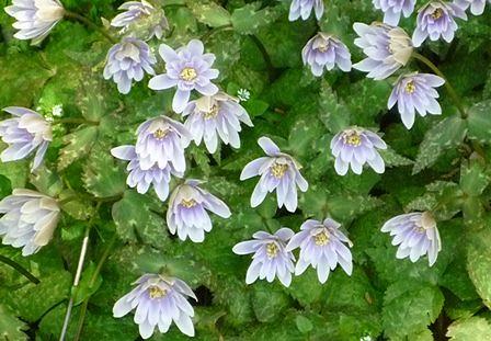 やかましいほど咲いているユキワリイチゲ