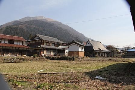 伊吹山麓に咲いたアズマイチゲ