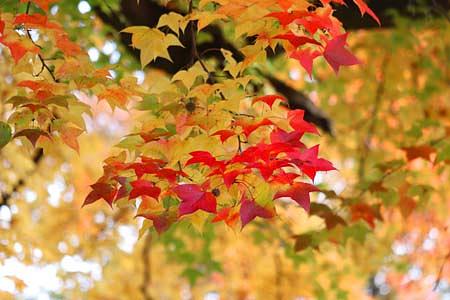 国内最大級の楓（フウ）