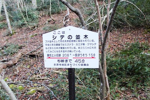 鈴鹿「千種街道」シデの並木道