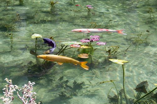 美しすぎる「モネの池」