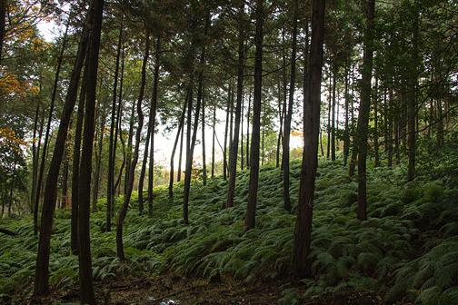 小さな小さなドウダンツツジの紅葉/三上山