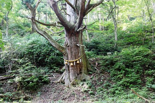 キノコ狩り己高山