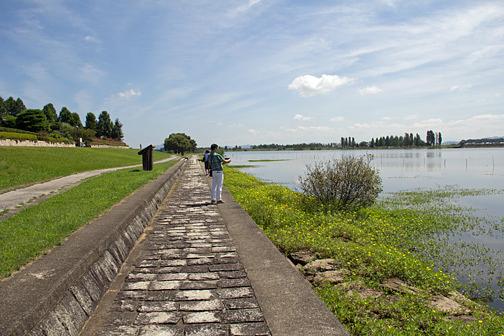 烏丸半島のハス激減