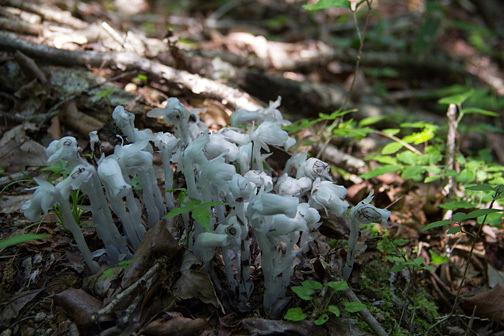 希望が丘のギンリョウソウ