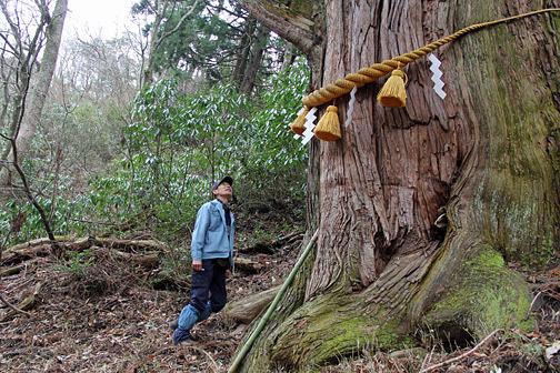 己高山の巨木「逆杉」を探しに