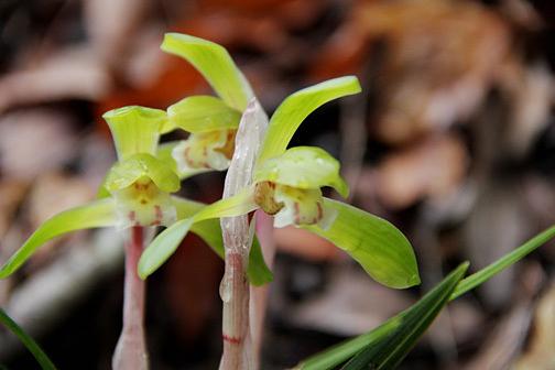 希望が丘にて春蘭見出す