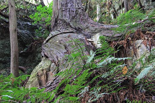 岩を抱え込んだ樹/三上山