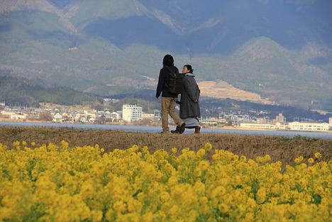 一ヶ月早い守山公園の菜の花/ＴＢＳ「ひるおび！」