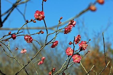 梅が狂い咲き/温暖化COP21