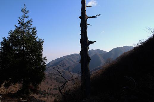 杉峠の立ち枯れした杉/千草越え