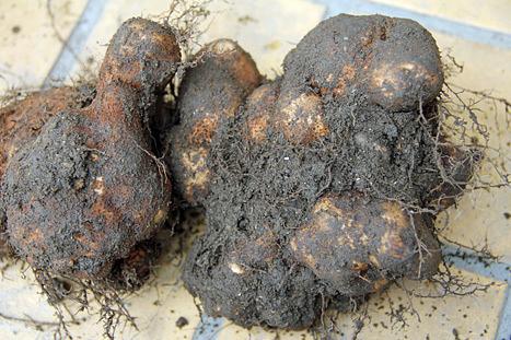 丹波芋の栽培失敗/山芋栽培あれこれ