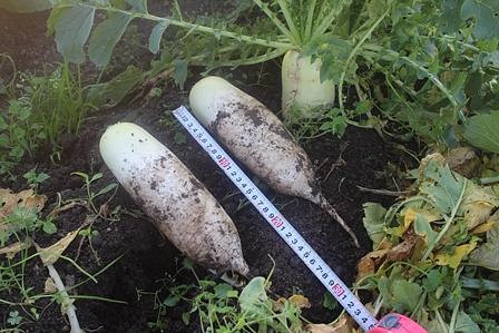 小形「三太郎」ダイコンの栽培