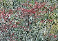 山門水源の森の「 みやまうめもどき」本番