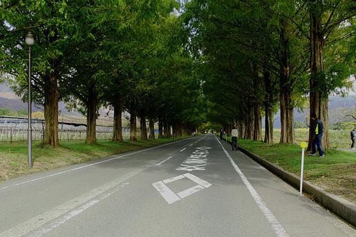 マキノメタコセイア並木の紅葉はまだまだ