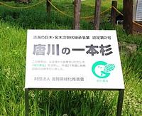 これからも生き続けるだろう巨木/唐川の一本杉