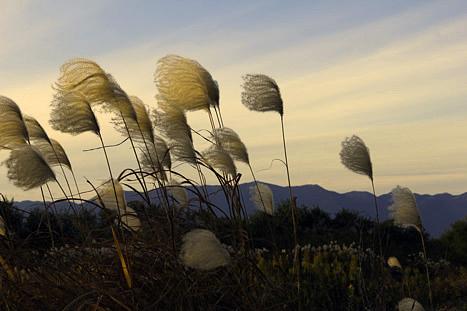 野洲川の「ススキ」に似た風にそよぐ「オギ」