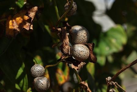 秋の風味一杯の「むかご飯」