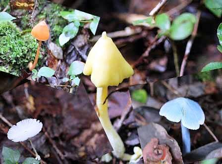 色彩豊かなキノコ達/希望が丘