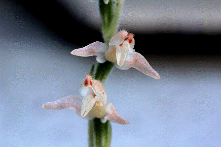 三上山の秘中の花「ミヤマウズラ」