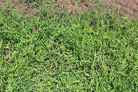 雑草の女王「メヒシバ」に占領された畑