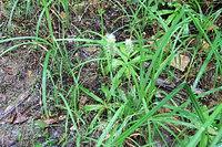 三上山のノギラン