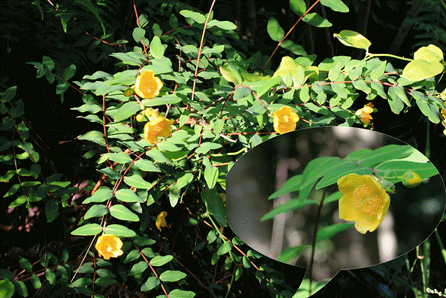 三上山のヤマブキ