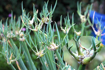 奇天烈な形をしたやぐらネギ（続き）