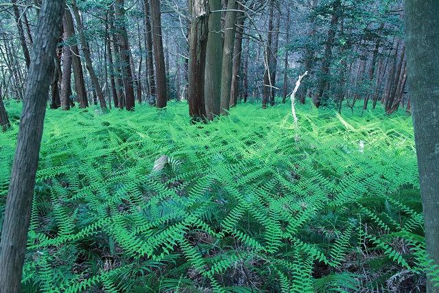 幻想的な若葉のシダ群落/三上山