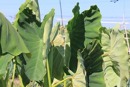 里芋の親芋の越冬方法