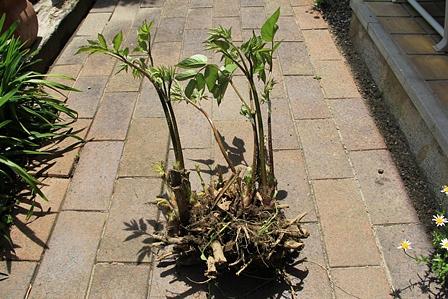 野洲川から「ウド」を採取・育てる