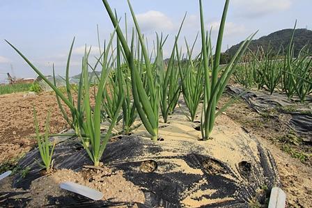 腐りにくい玉ねぎの施肥及び「べと病」対策