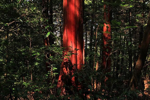 三上山のみ夏知れる姿かな