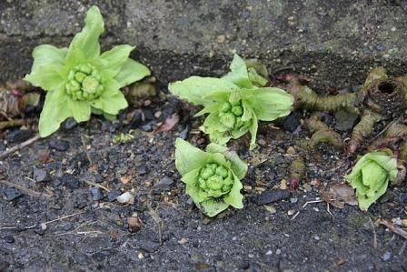 舗装道路の割れ目に「フキのトウ」