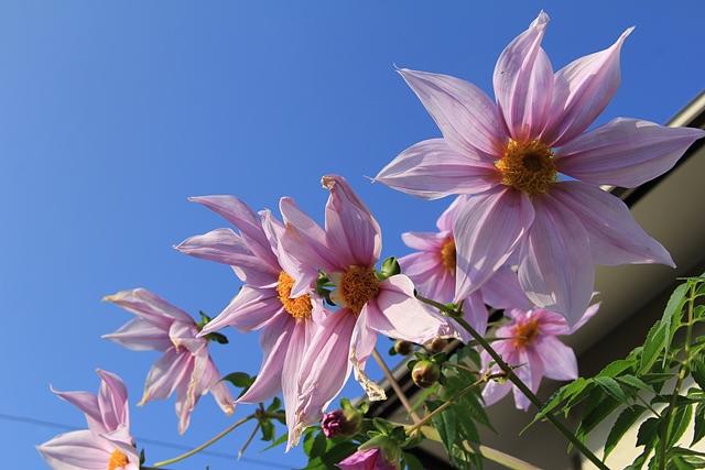 我が家の皇帝ダリア