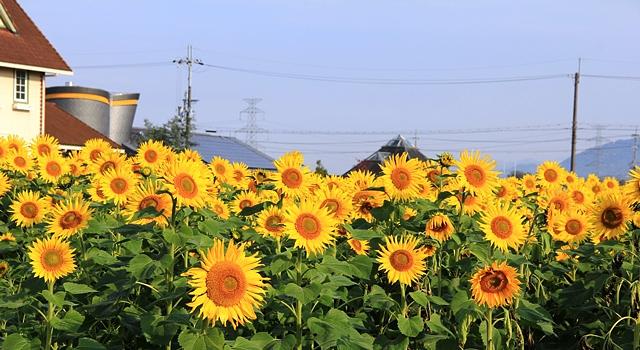 南向きに咲くヒマワリ/道の駅あいマーガレットステーション