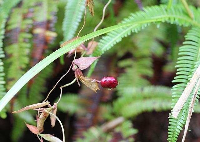 三上山のツルリンドウの実